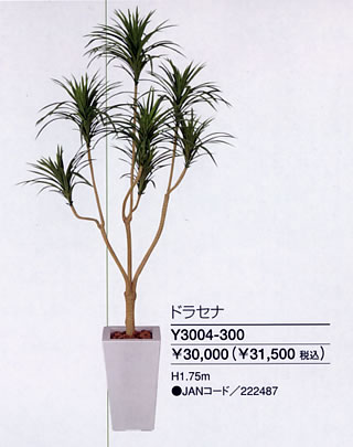 アレンジメントグリーン ドラセナ Y3004-300